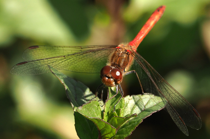 Große Heidelibelle, Sympetrum striolatum